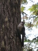 8.26-27.06 Twin Lakes & Palmateer Point 112